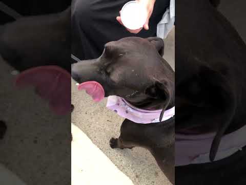 Izzy, an adoptable Pit Bull Terrier Mix in Monrovia , CA_image-1