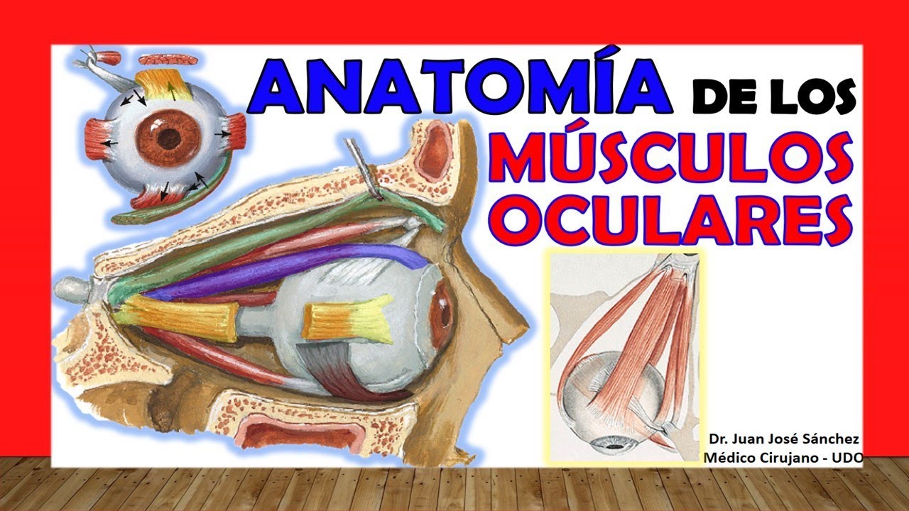 🥇 EYE MUSCLES. Anatomy, Easy and Simple