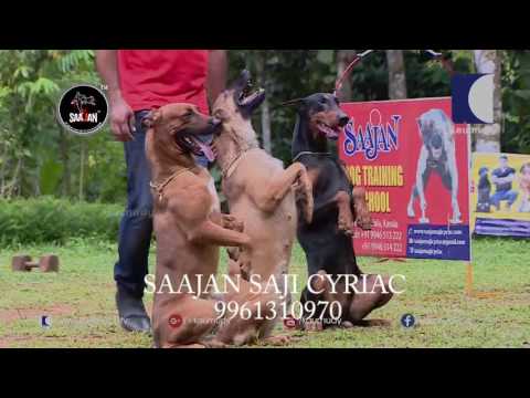 Saajan Saji Cyriac.9961310970