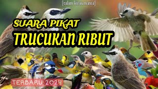 Download lagu Suara Pikat Burung Trucukan Terbaru 2024 || Pikat Trucukan Paling Ampuh mp3