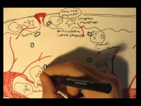 Gastric Acid Physiology Secretion Ulcers Acid Reflux and Treatment