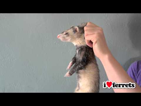 Ferrets 101: Scruffing