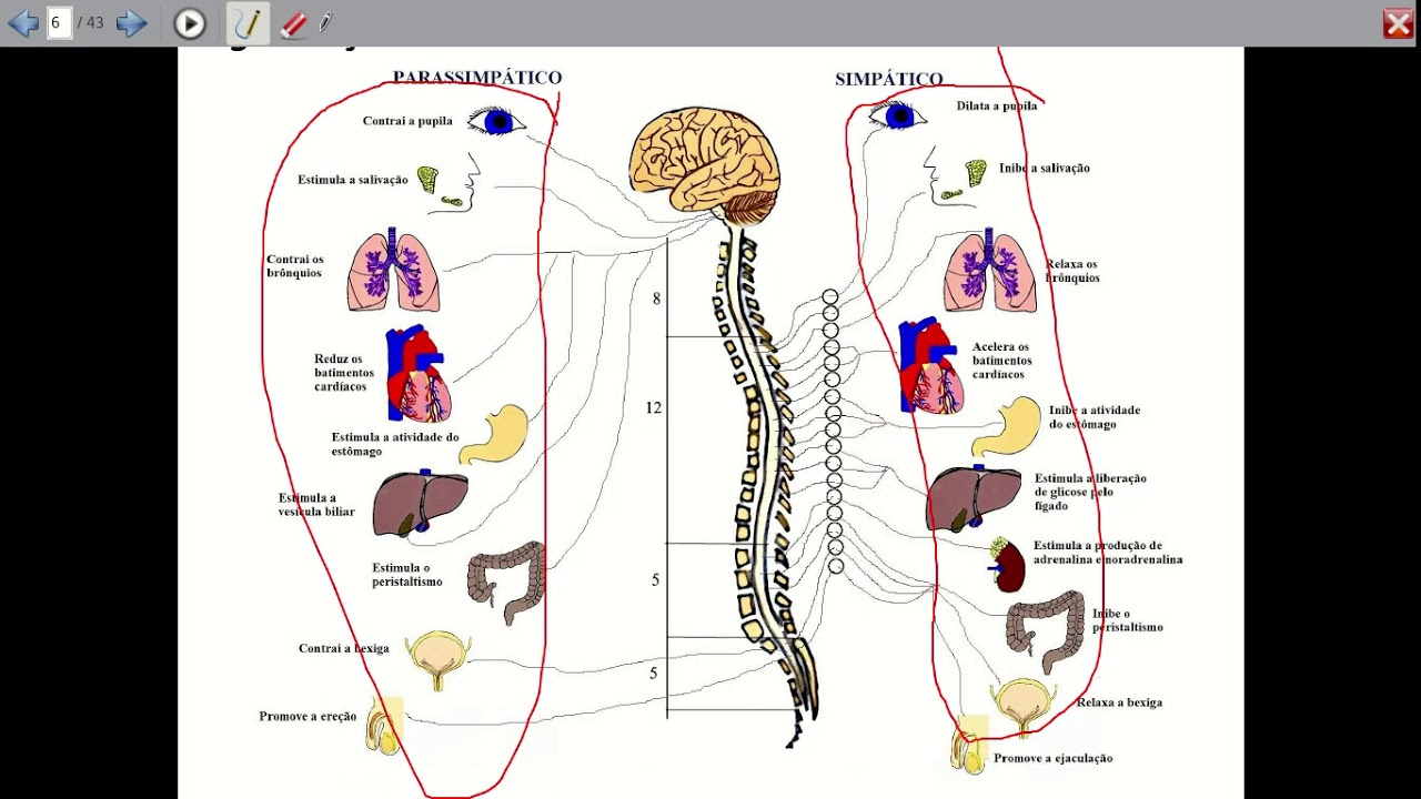 Introdução ao Sistema Nervoso Autônomo