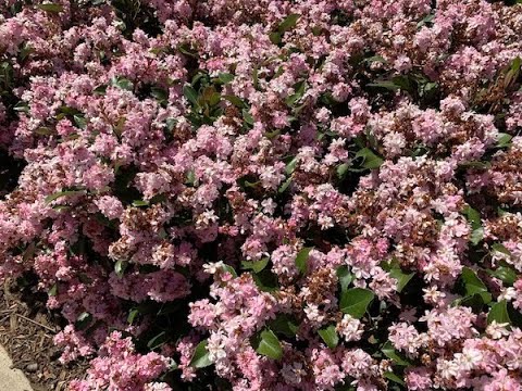 Raphiolepis indica - Indian Hawthorn