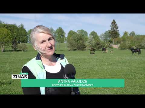 ReTV: Popē piedzimst dvīņu kumeliņi