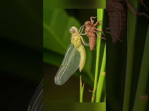 2. "The Birth of a Dragonfly - From Larva to Wings"