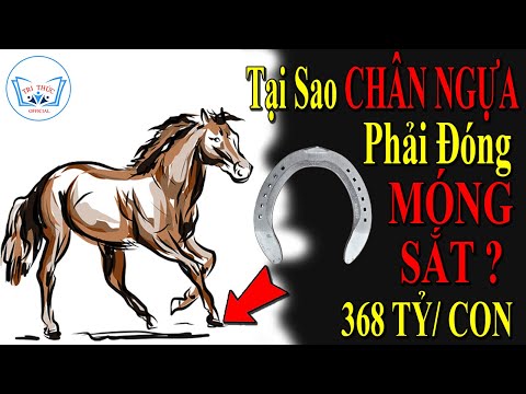 , title : 'Tại Sao Chân Ngựa Phải Đóng MÓNG SẮT ? TRI THỨC Official'