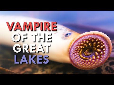 Lamprey: How This Vampire Took Over North America