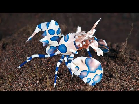 10 Most Beautiful Shrimps in the World