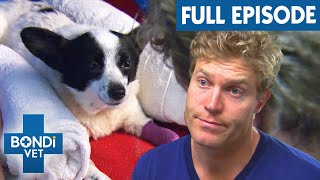 Small Dog Struggles to Breathe After Paralysis Tick | Bondi Vet