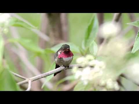 Selasphorus flammula