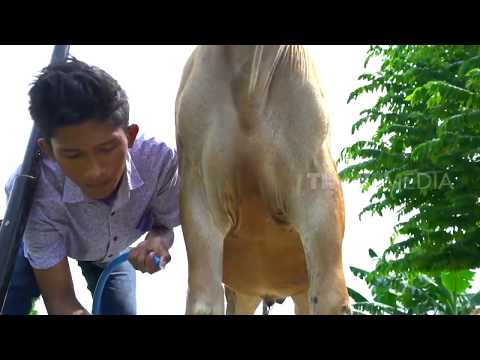 SI GESIT YANG BERBADAN BESAR | SI OTAN (16/10/19) PART 2