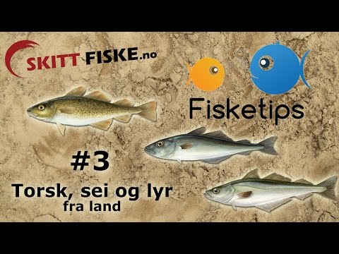Fisketips #3 med Skitt Fiske - Fiske torsk, sei og lyr