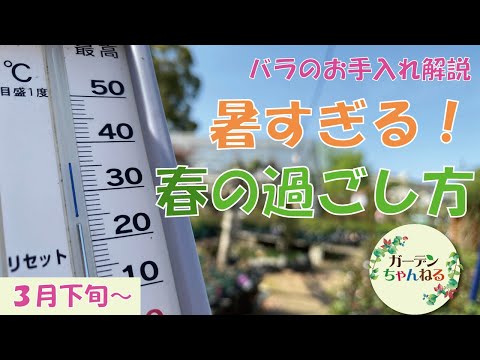 美しいバラの茂みを育てるにはどうすればよいですか？マスターすべき 6 つの基本的なジェスチャー  庭園