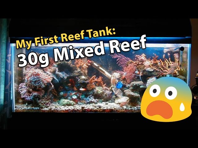 My First Reef Tank - 30g Mixed Reef Disaster (Year 2000)