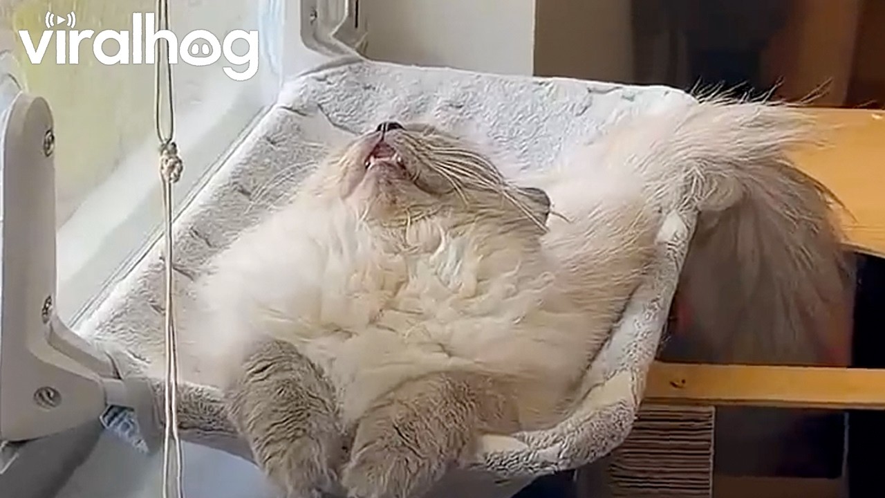 Cat Sleeps With His Mouth Open || ViralHog
