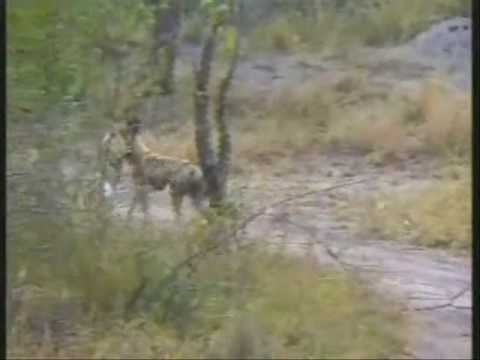 African Wild Dogs AKA Painted or Cape Hunting Dogs
