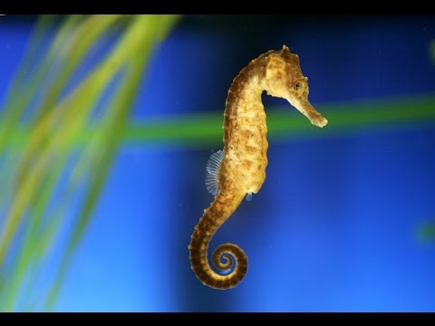 image-Are there any royalty free photos of seahorses? 