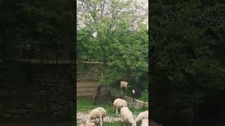  Gönül Dağı Dizisi Müzikleri  Mor Koyun  Derebağ Köyü Manzarası  shorts gönüldağı müzik love