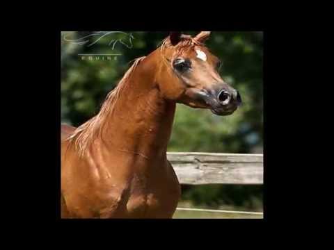 Z.A. Imago  - The best image you can get!