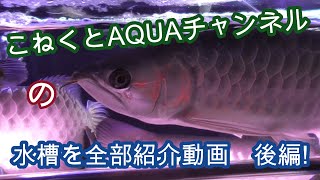 自宅の水槽部屋と全水槽をご紹介します!　後編【熱帯魚,アクアリウム,アロワナ,ダトニオ,古代魚,ナマズ,淡水エイ】