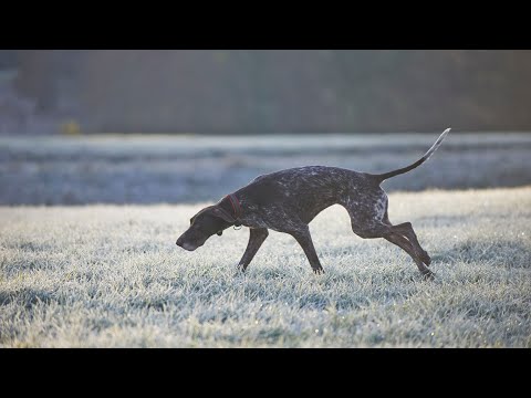 Learn the Differences between the German Wirehaired Pointer and Other Pointer Breeds