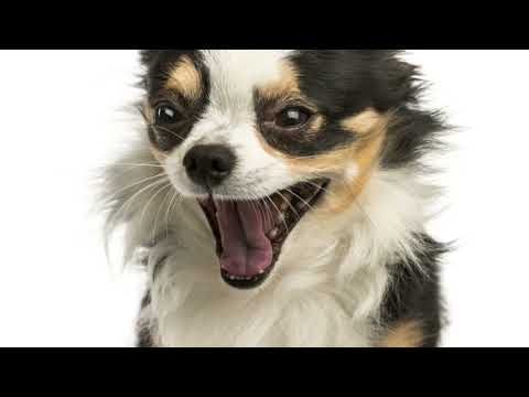 Something To Bark About