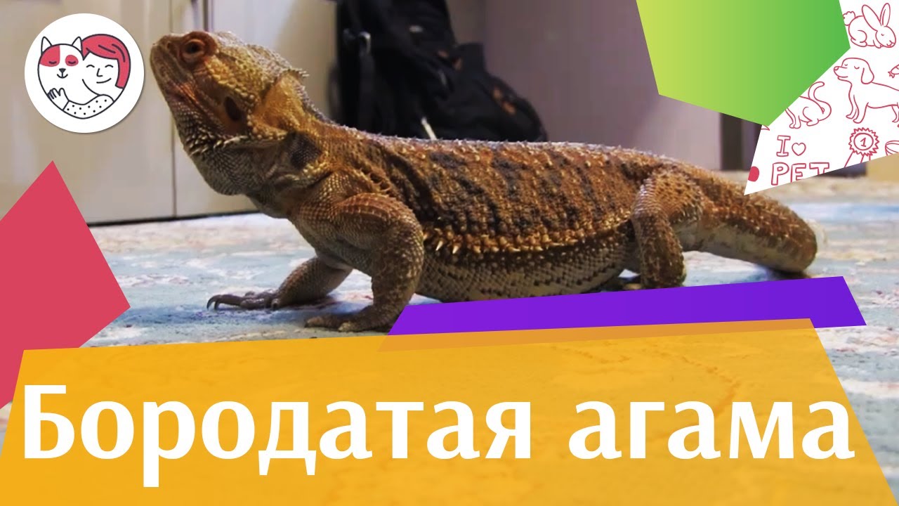 Бородатая агама на ilikepet