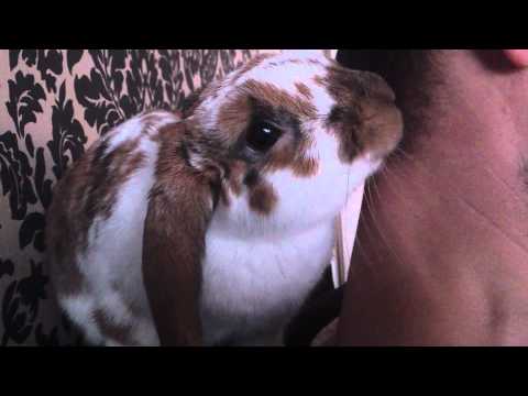 The Rabbit Love - Moby aka Dziubas