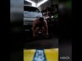 Treino em casa dorsal