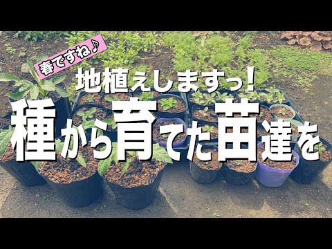 青いパニカット、エリンジウム ザベリ 'ビッグ ブルー' は非常に美しい観賞用アザミです