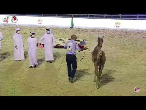 N.197 SAFWAN AL BUSTAN - UAE National Championship 2020 - Yearling Colts (Class 7A)