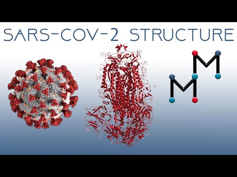 SARS-CoV-2-Struktur (COVID-19-Coronavirus)