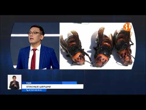 Новая угроза из Азии: смертельно опасные шершни-убийцы