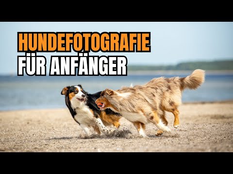 Hundefotografie für Anfänger – Mit diesen Einstellungen klappt es