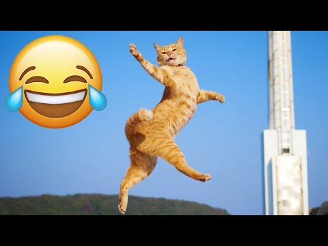 Try Not To Laugh 🤣 New Funny Cats and Dogs Videos 😹🐶 Part 17