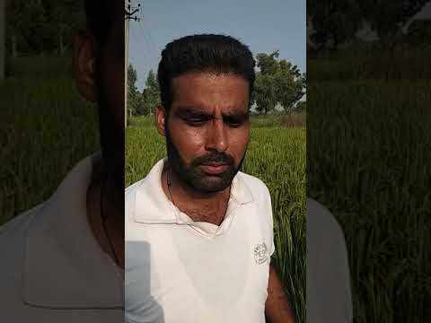 Terra-Sorb Complex,CoroTebu and Coromycin Foliar Spray use in Paddy Corp So Result is Excellent.