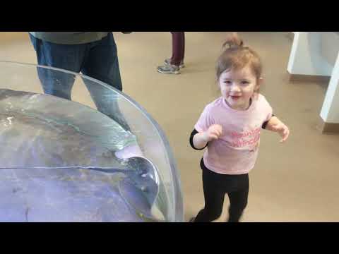 Nature Center stingray touch tank