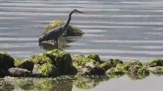 preview picture of video 'Great Blue Heron - Rawganique PureClothes Homestead Series'