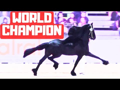 The Best Friesian Horse in the World! Do You Agree? Stallion inspection 2026 | Friesian Horses