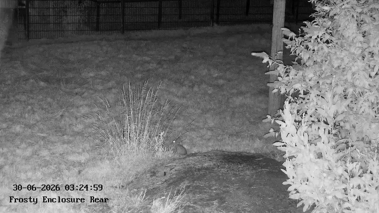 Live webcam view of Cámara en directo del león Frosty