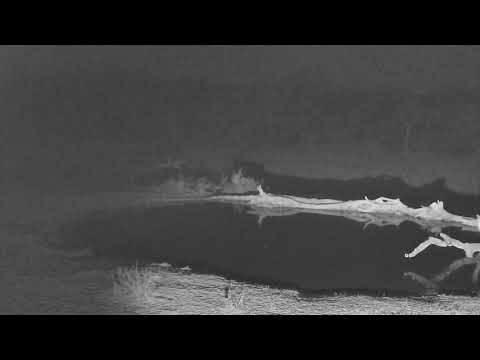 Djuma: Three Hyenas  gets a quick drink - 19:05 - 09/21/18