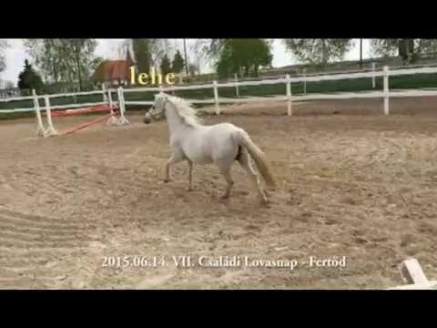 VII. Fertődi Családi Lovasnap tombolafődíja bemutatkozik 2015.06.14.