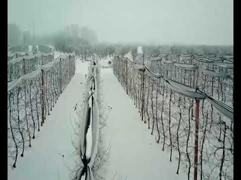 Institut za voćarstvo