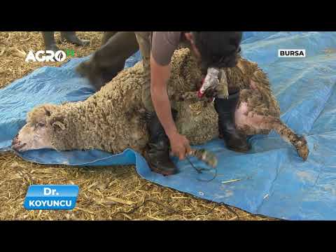 , title : 'Koyun Kırkımı Nasıl Yapılır | Dr. Koyuncu - Agro TV'