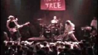 Holly Tree - Best Wishes