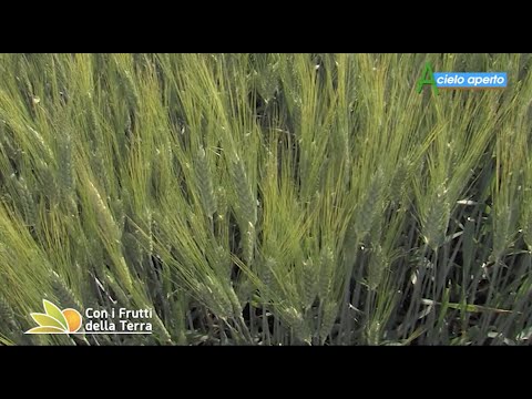 Puntata del 12/4/20 – 3° parte – Focus sui cereali poi in cucina con gli Agrichef