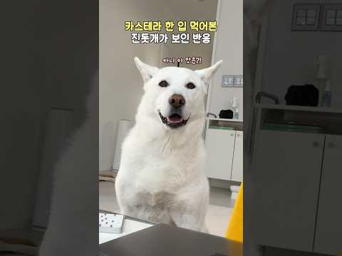 카스테라 한 입 먹어본 진돗개가 보인 반응