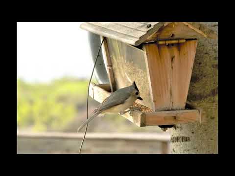 Black-Crested Titmouse