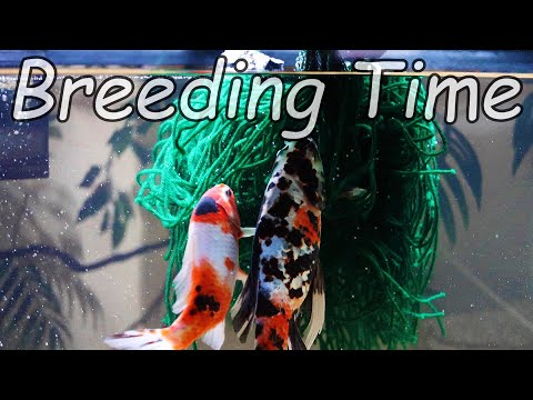 How to breed Shubunkin Goldfish one pair at a time naturally